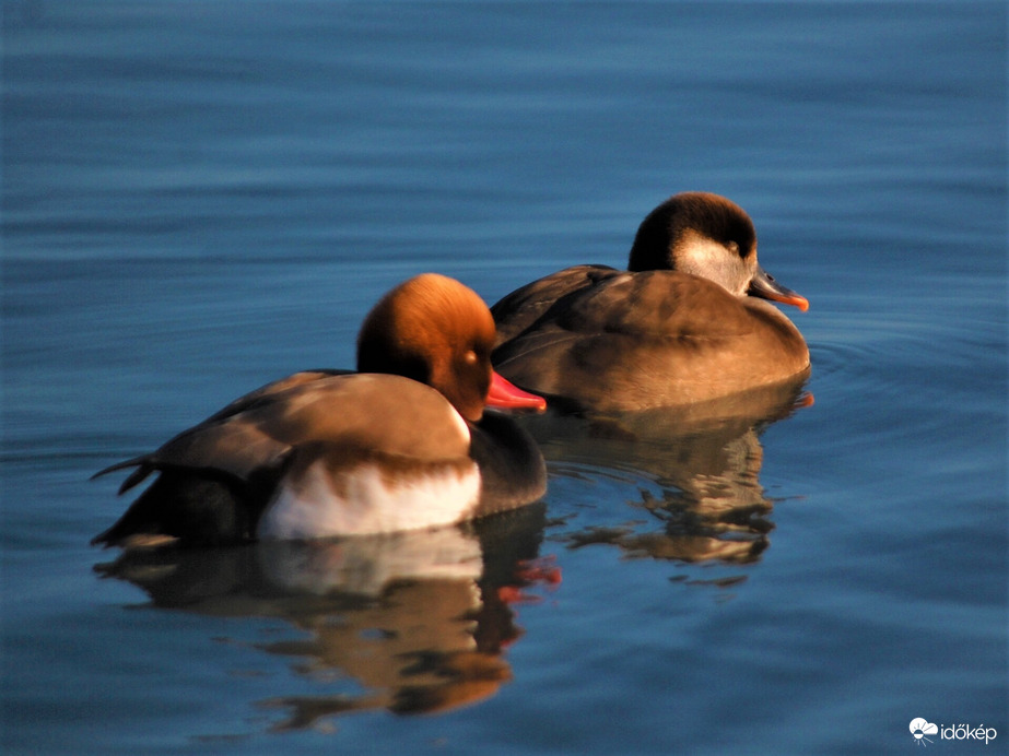 üstökösréce pár