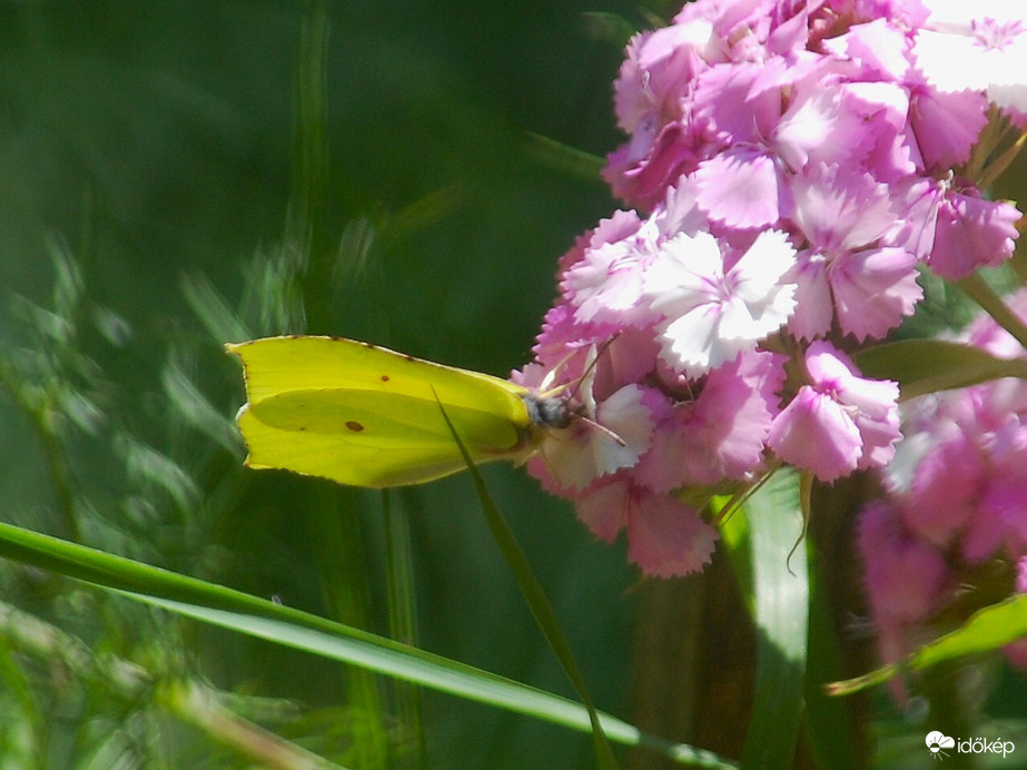 citromlepke