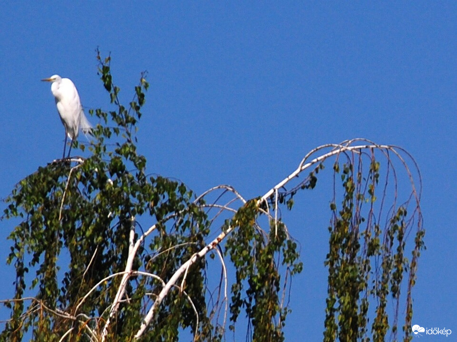 a nyírfa csúcsán