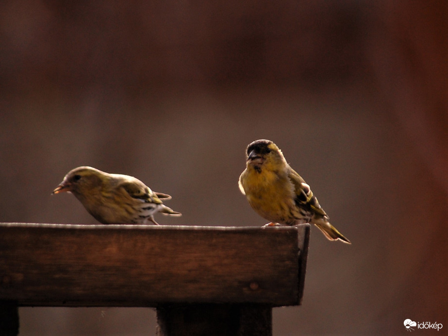 csíz,avagy figyeljük egymást