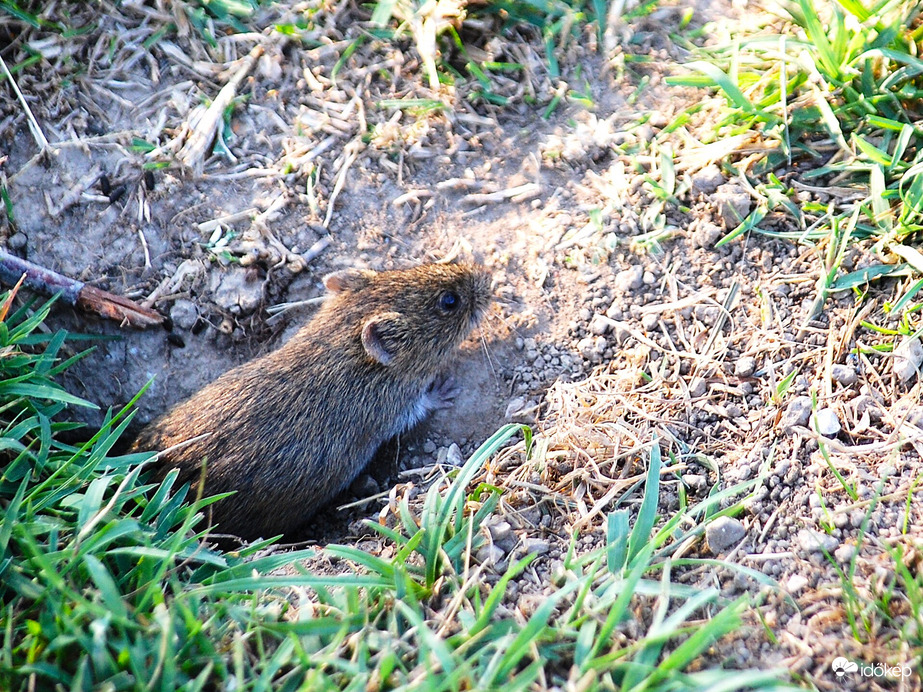 a pocok előcsalogatása