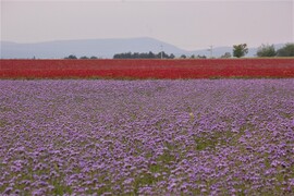 tavasz - a mező színei 2020.05.29.