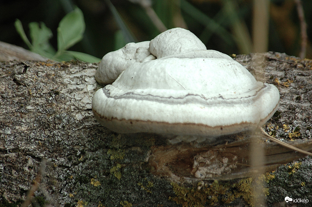 taplógomba
