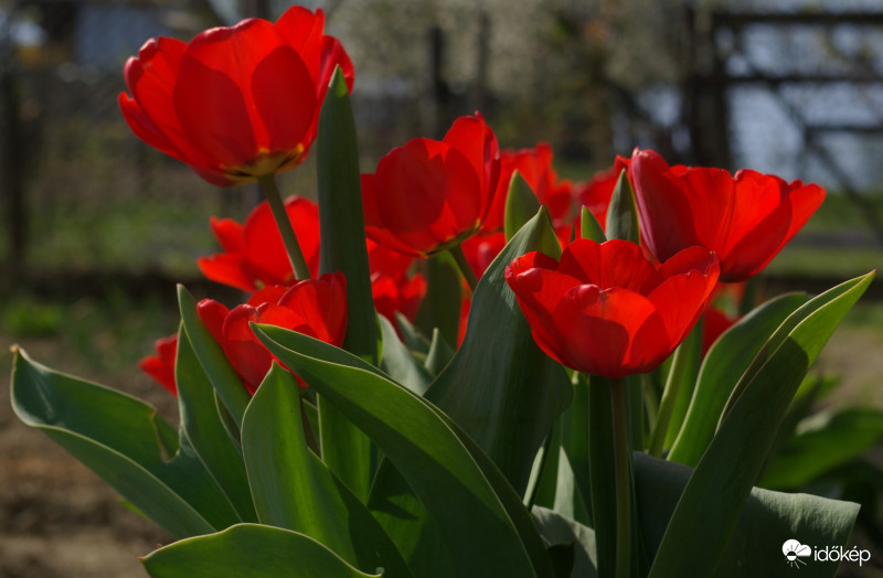 Tulipánok