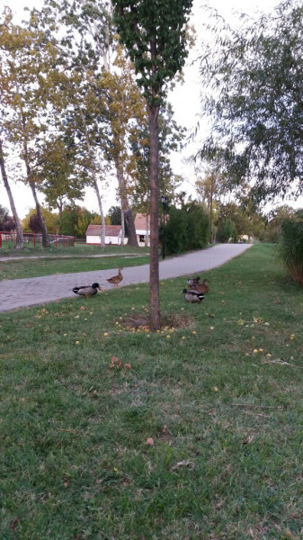 Nagykőrös