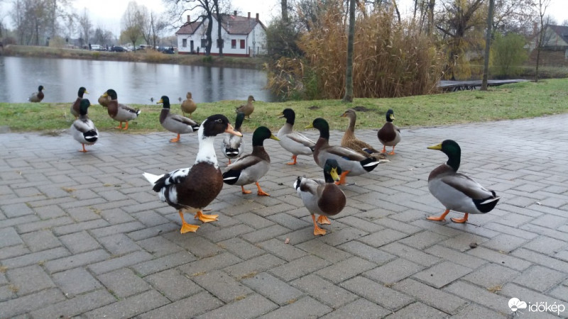 Nagykőrös