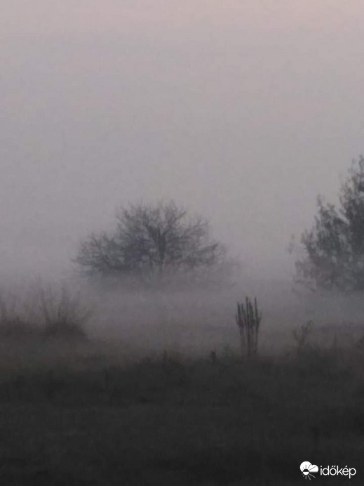Köd a mezőn