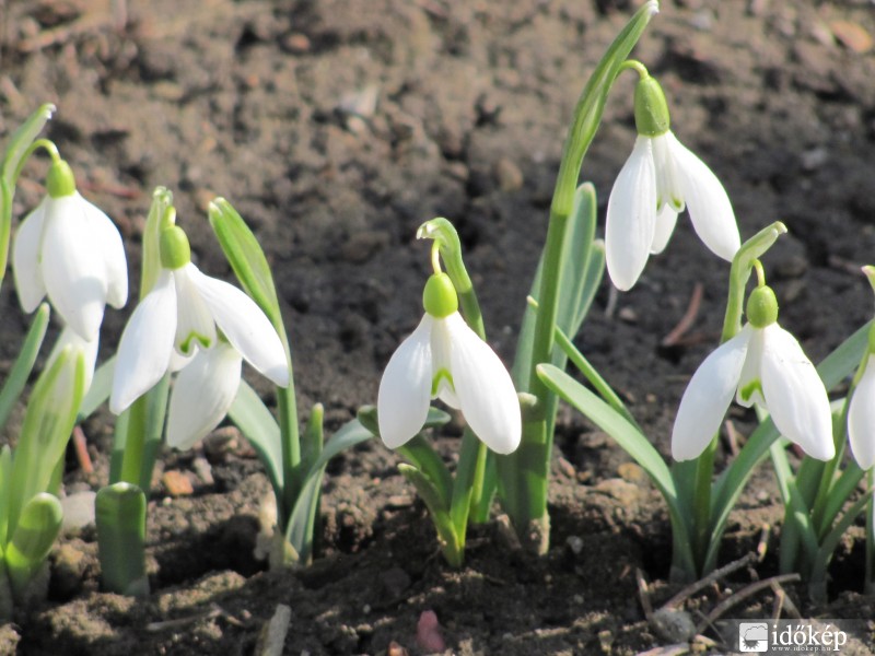 Hóvirágok 1