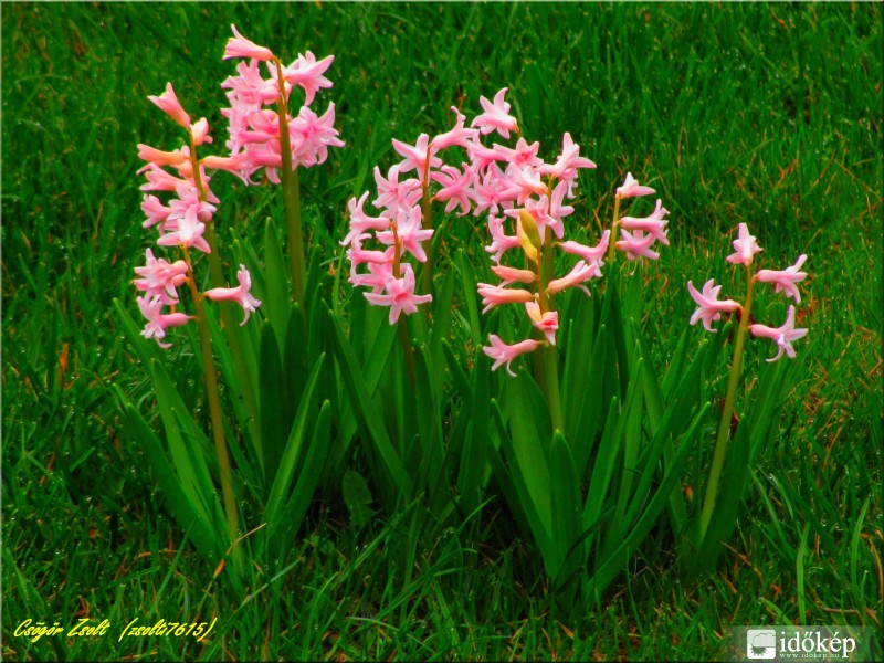 Jácintok... kinyílva.