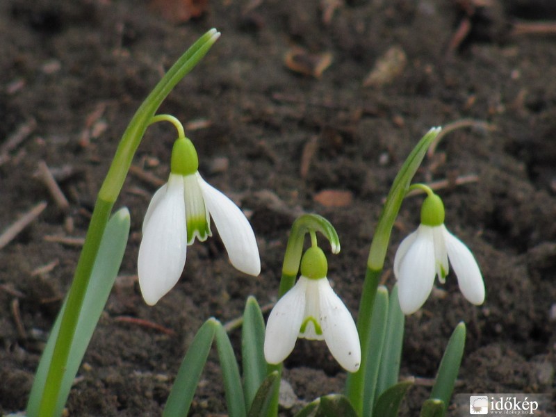 Hóvirágok 2
