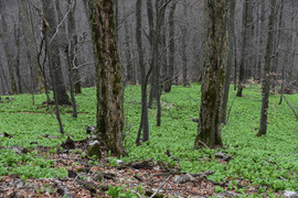 Medvehagyma