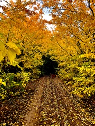 Sárga minden árnyalata