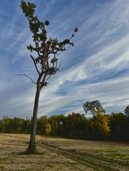 Erdőirtás túlélője