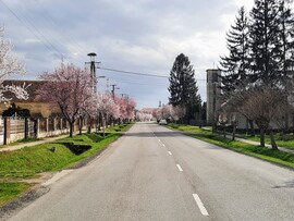 Vérszilva virágzás Darányban 