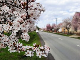 Vérszilva virágzás Darányban 
