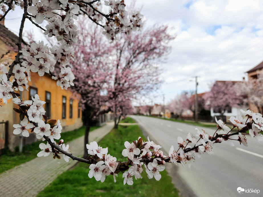 Vérszilva virágzás Darányban 