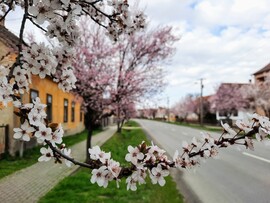 Vérszilva virágzás Darányban 