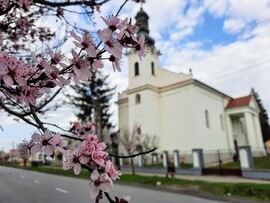 Vérszilva virágzás Darányban 