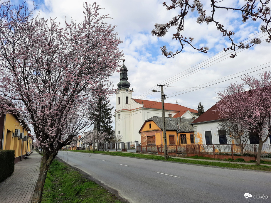 Vérszilva virágzás Darányban 