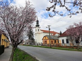 Vérszilva virágzás Darányban 