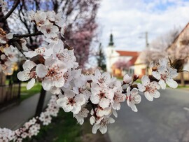 Vérszilva virágzás Darányban 