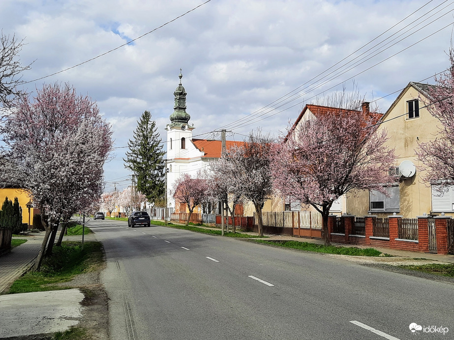 Vérszilva virágzás Darányban 
