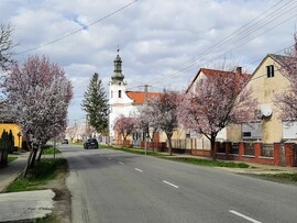Vérszilva virágzás Darányban 