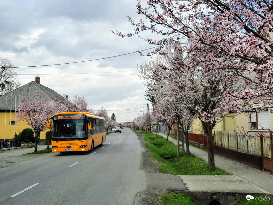 Vérszilva virágzás Darányban 