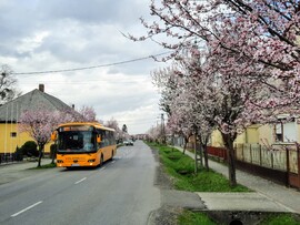Vérszilva virágzás Darányban 