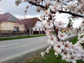 Vérszilva virágzás Darányban 