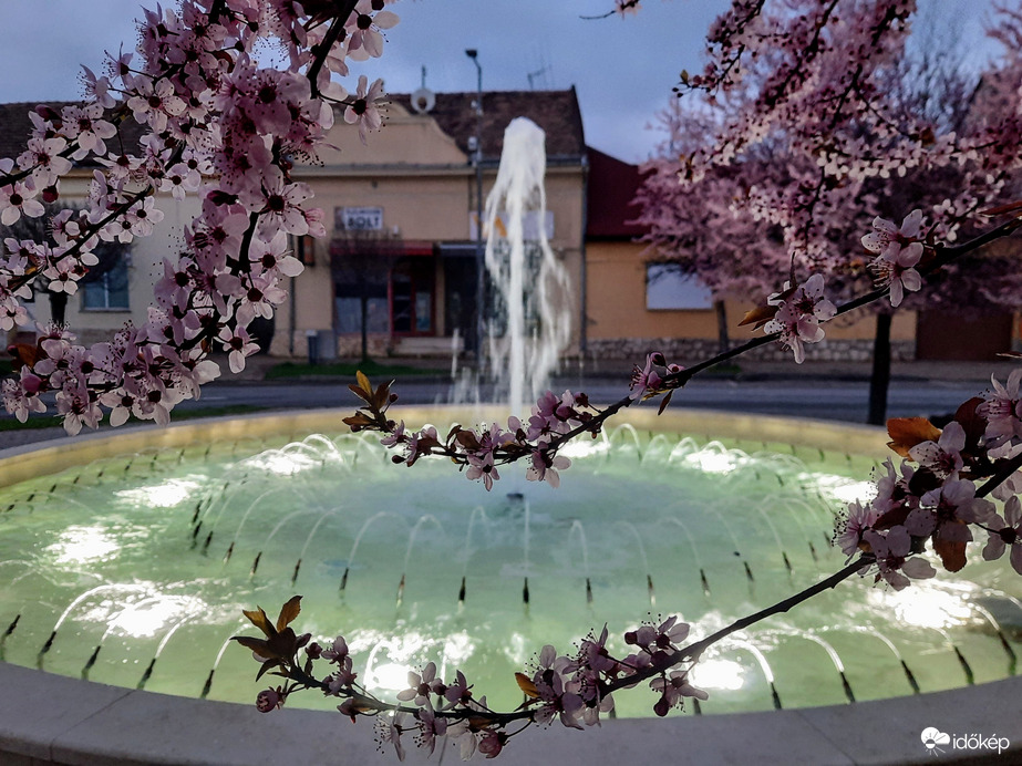 Vérszilva virágzás Siklóson 