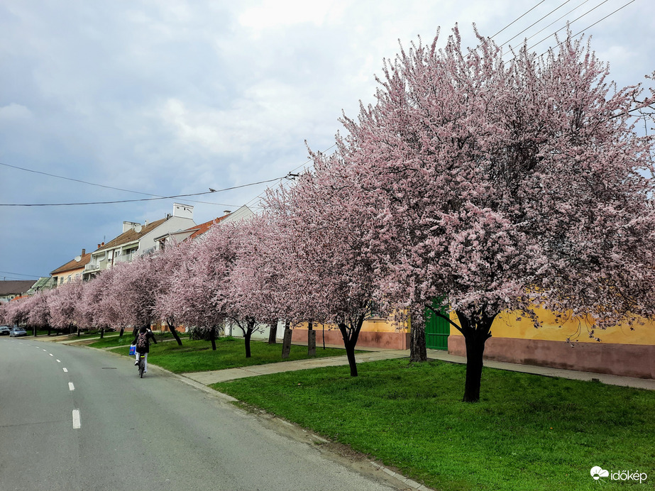 Tavasz Baján 