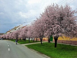 Tavasz Baján 