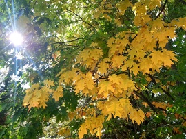 Beköszöntött az ősz Abaligetre