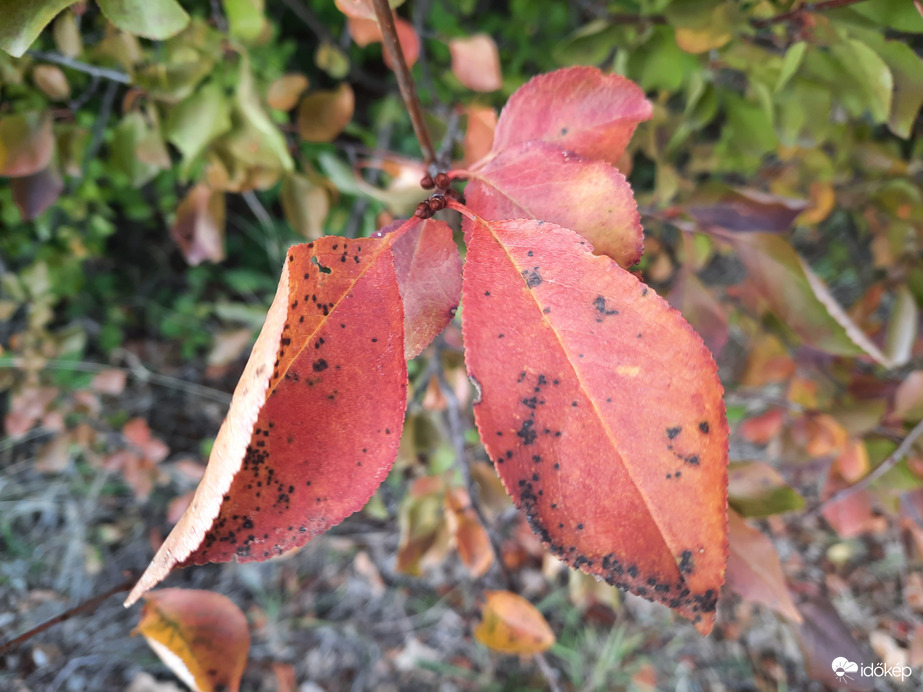 Beköszöntött az ősz Abaligetre