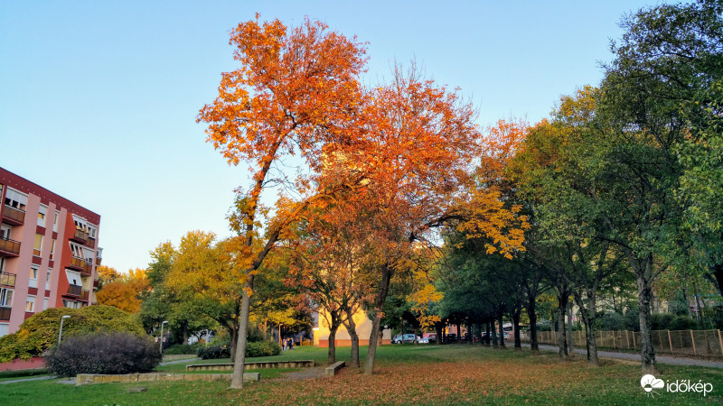 Magányos lombhullató