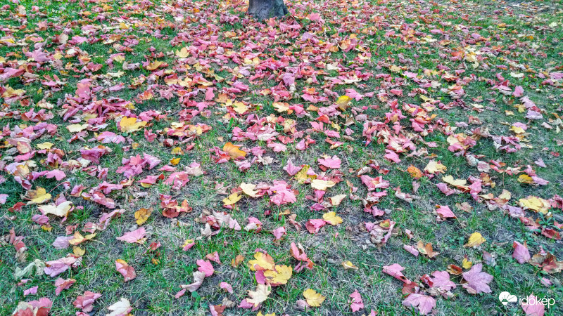 Avarszőnyeg Pécsett