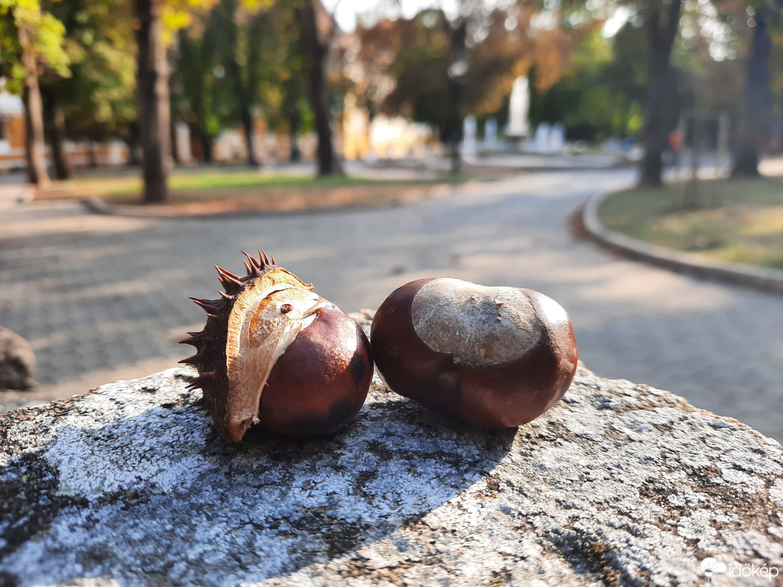 Pécsi gesztenye