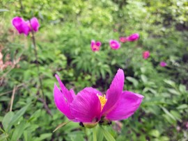 Bánáti bazsarózsa virágzás