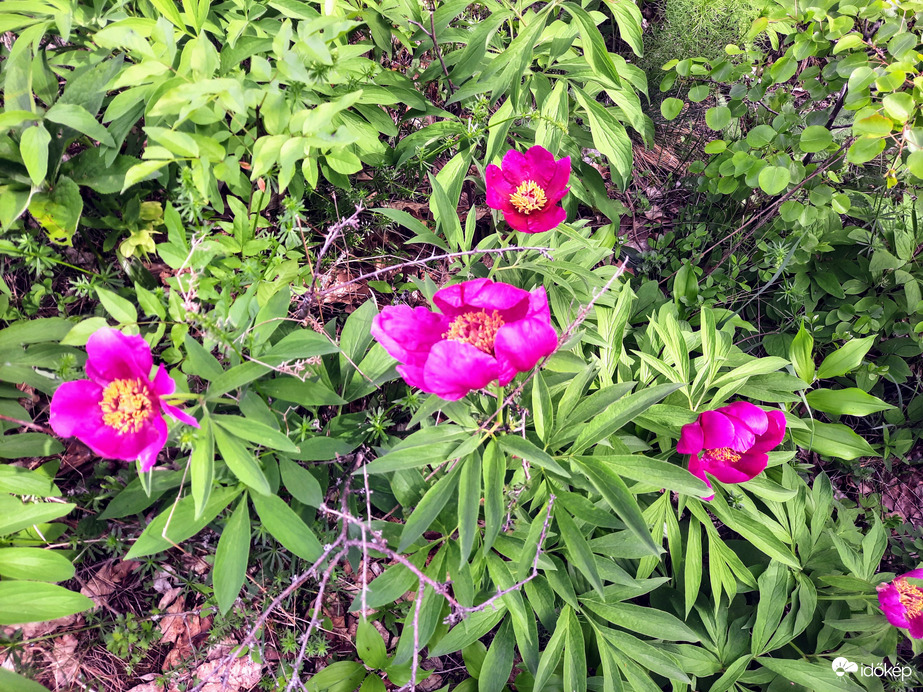 Bánáti bazsarózsa virágzás