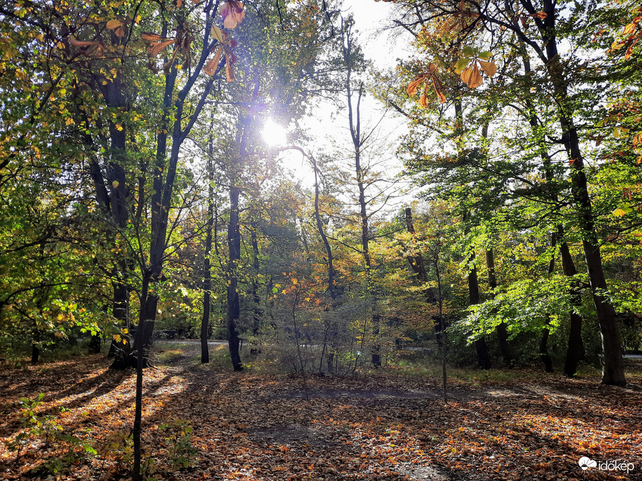 Ősz a Normafán