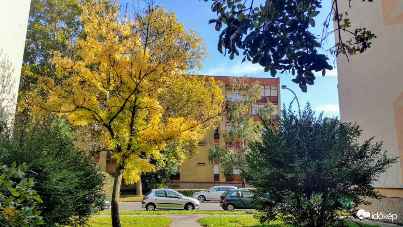 Aranyló kőrisfa Pécsett