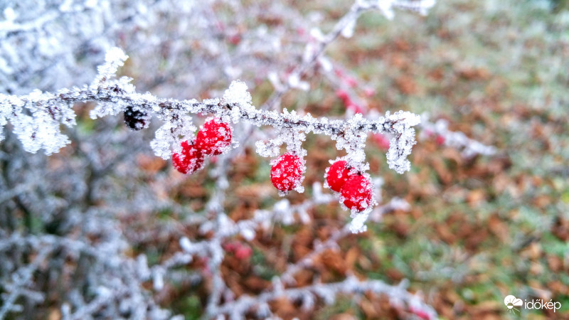 Zúzmarás csipkebogyó
