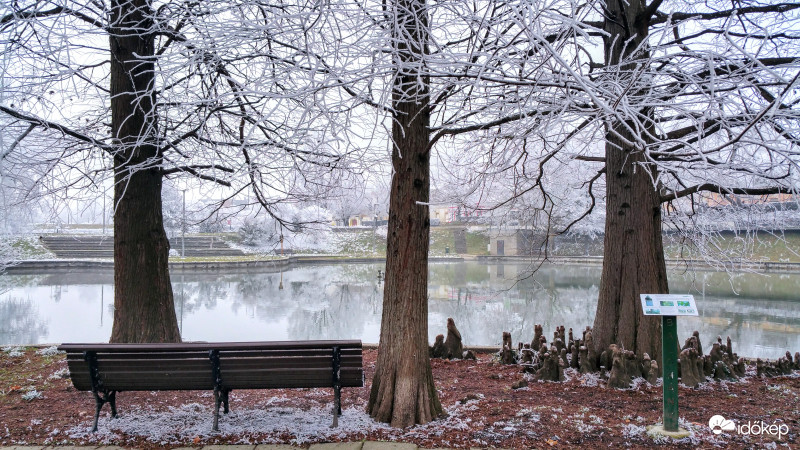 Libanoni cédrusok zúzmarásan Pécsett