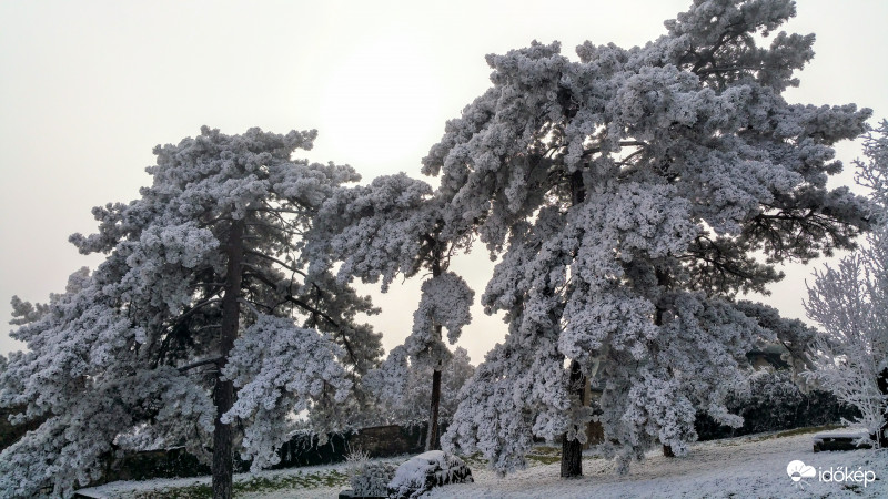 Havas fenyők és köd Pécsett