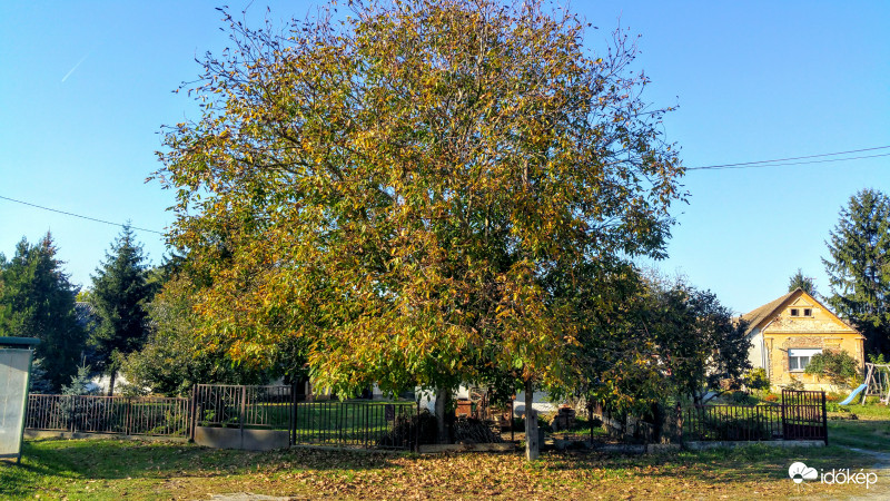 Ős, gesztenyefa