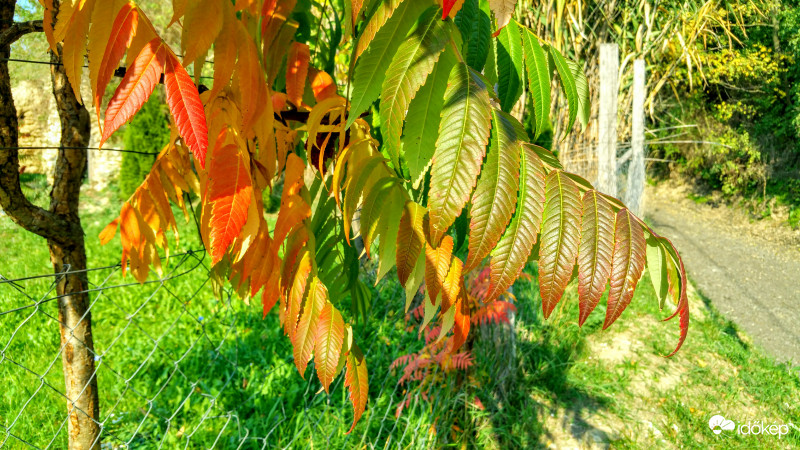 Őszi színárnyalat