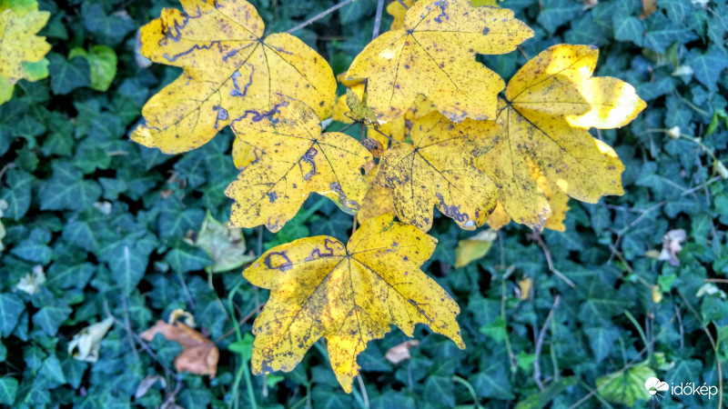 Sárga ősz