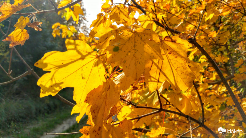 Őszi fények és színek