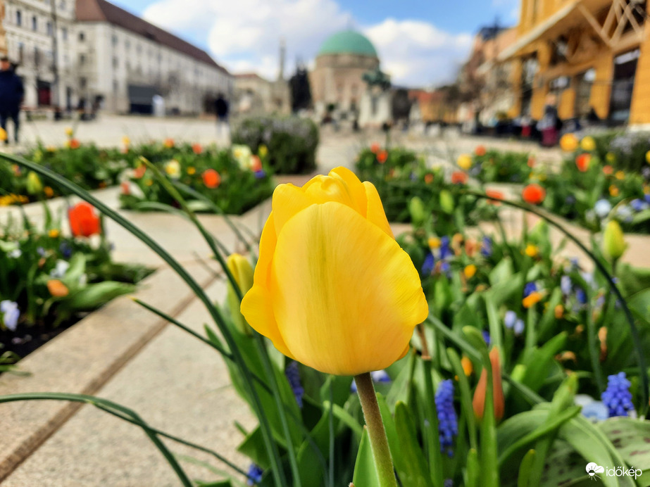Tulipános Pécs